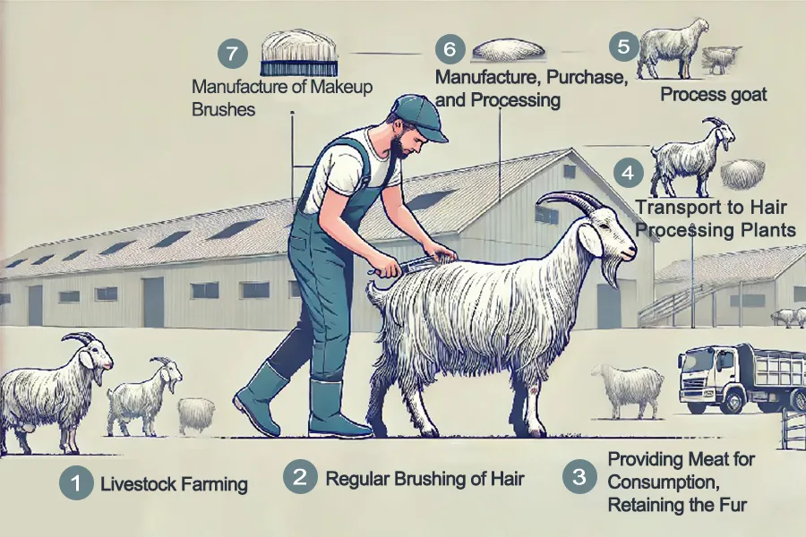 Illustration showing how goat hair for makeup brushes is sourced from livestock farming and regular brushing, explaining the process from farming to brush manufacturing.